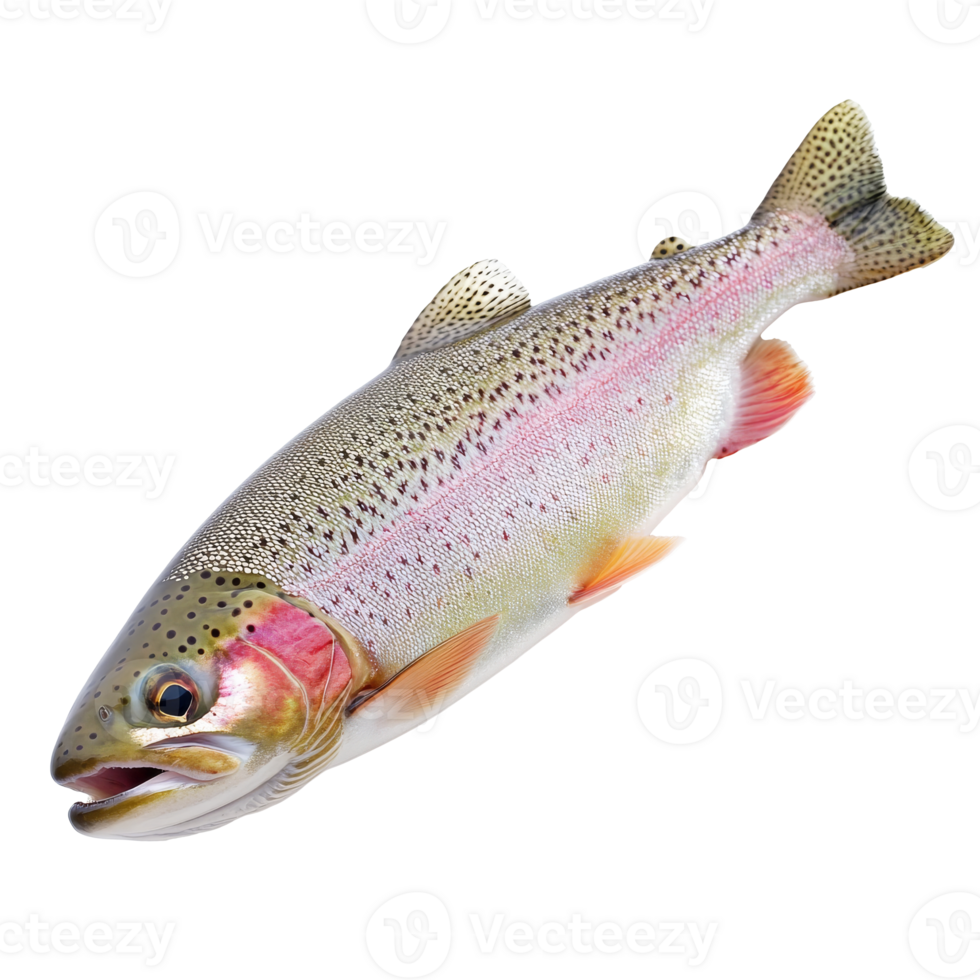 Freshly caught rainbow trout on display at market isolated transparent png