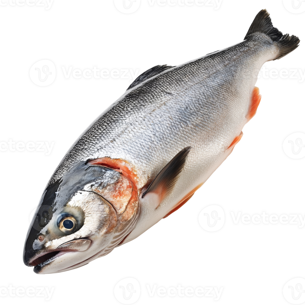 Fresh salmon ready for preparation in the kitchen isolated transparent png