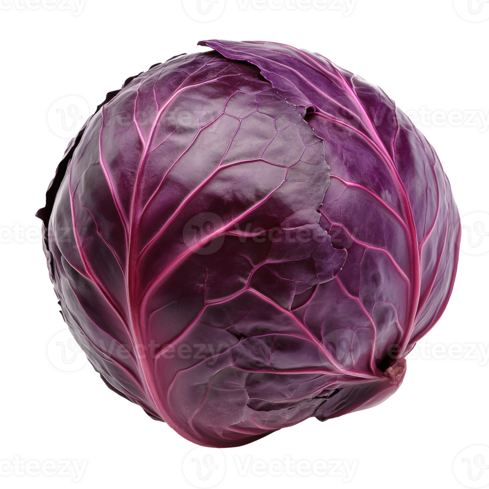 Fresh red cabbage with vibrant leaves on display isolated transparent png