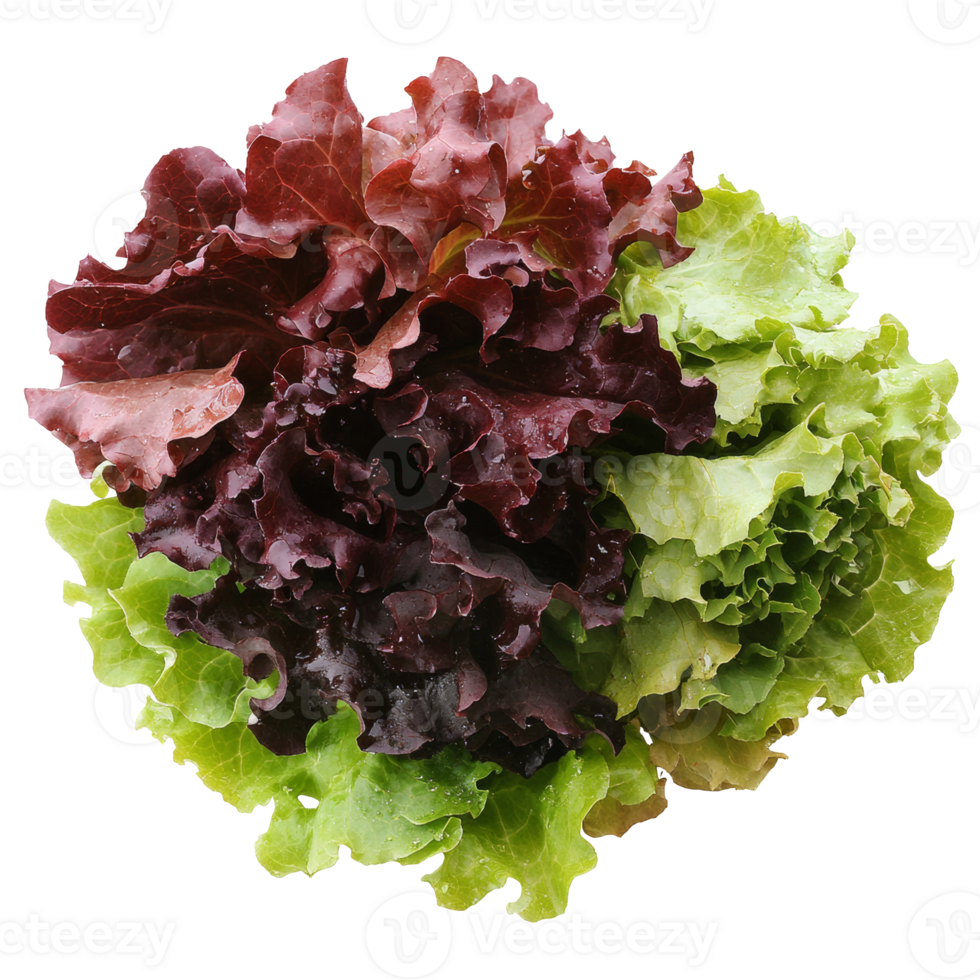 Fresh mixed lettuce varieties for healthy salads isolated transparent png