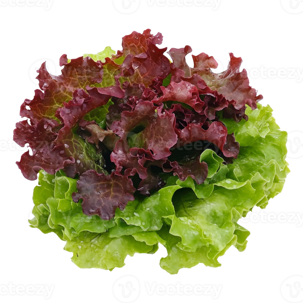Fresh red and green lettuce varieties on display isolated transparent png