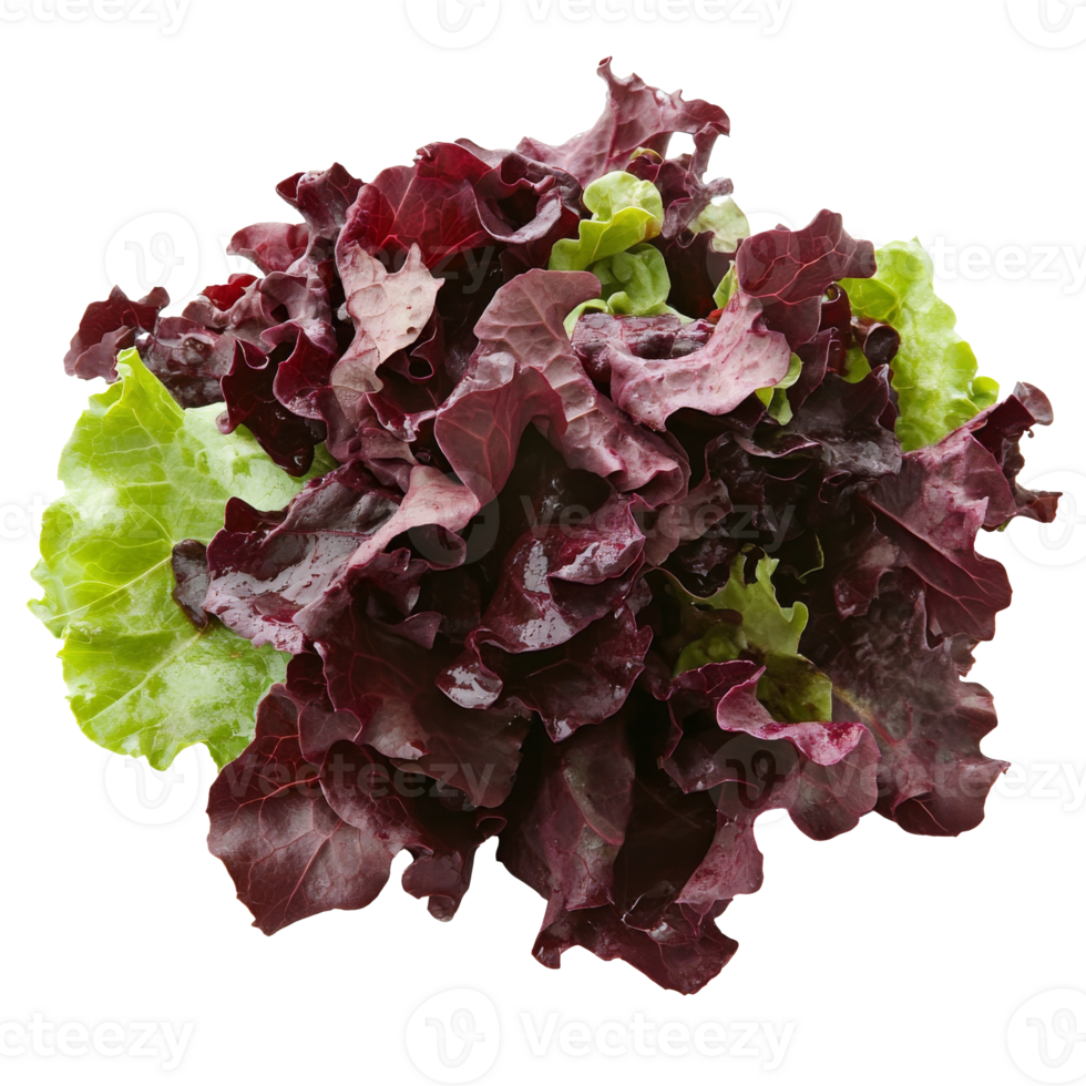 Freshly harvested mixed lettuce from a farm garden isolated transparent png