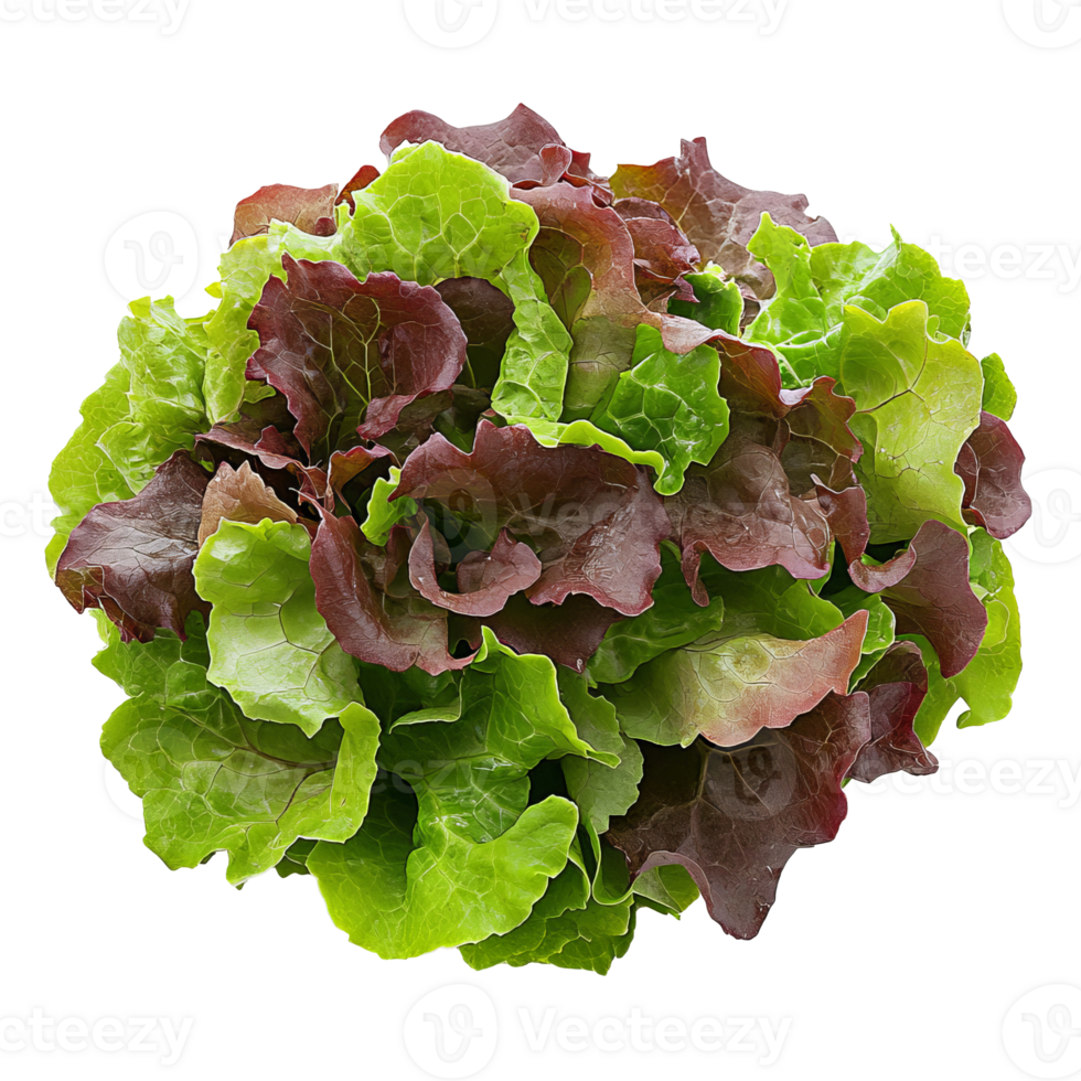 Local garden fresh mixed greens isolated transparent png