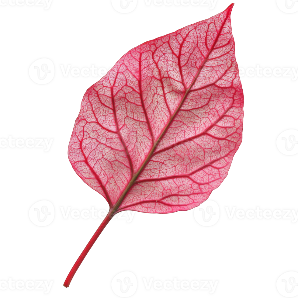 Intricate red leaf with detailed veins isolated transparent png