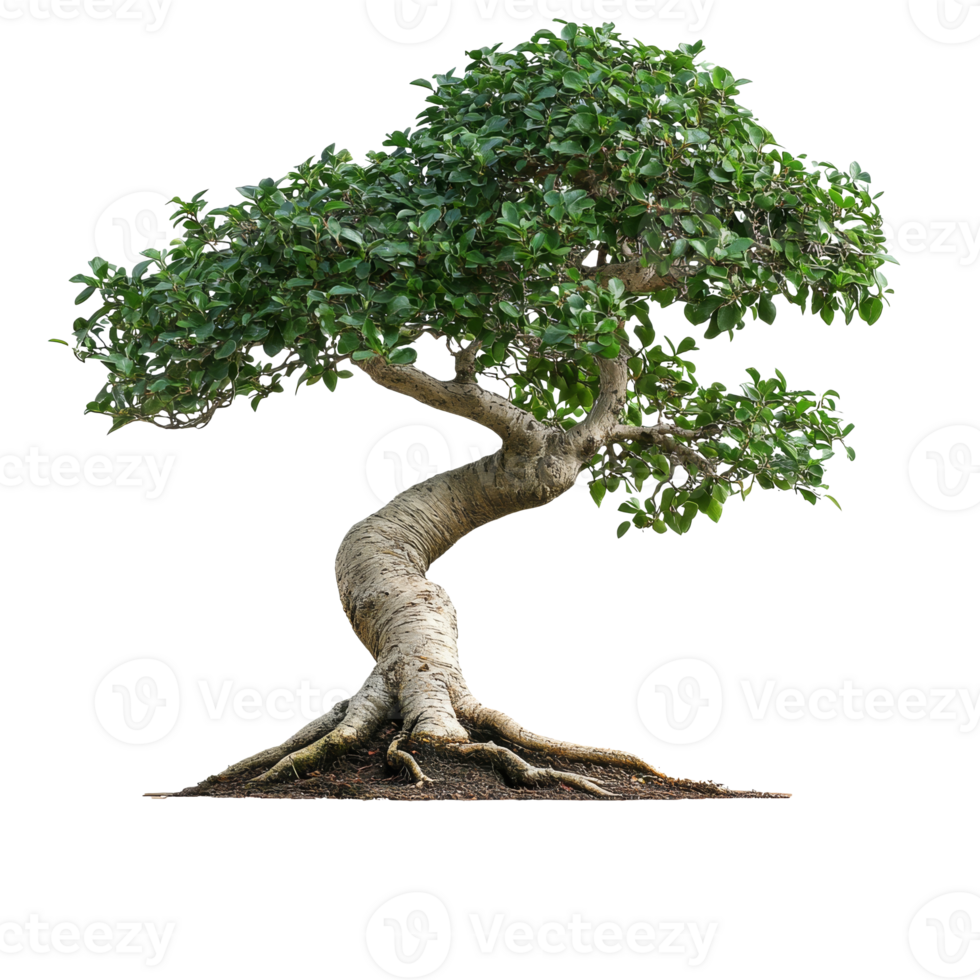 Curved bonsai tree with lush leaves isolated transparent png
