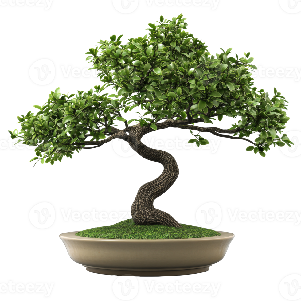 Curved bonsai tree on display in a decorative pot isolated transparent png