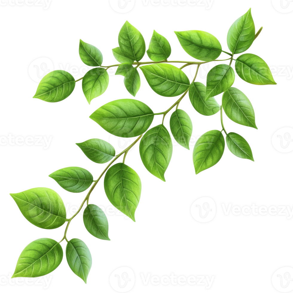 Green leaves on a branch captured in bright light isolated transparent png