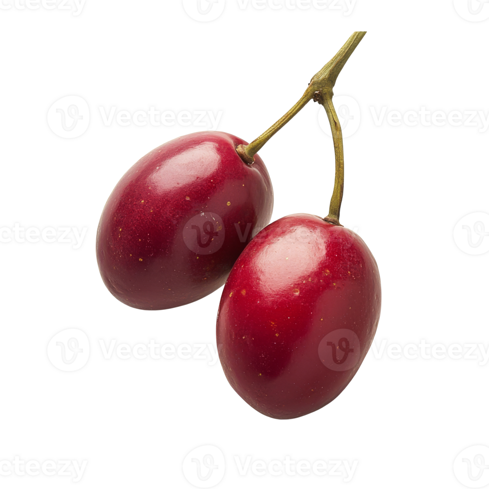 Fresh red olives on a branch ready for harvest isolated transparent png