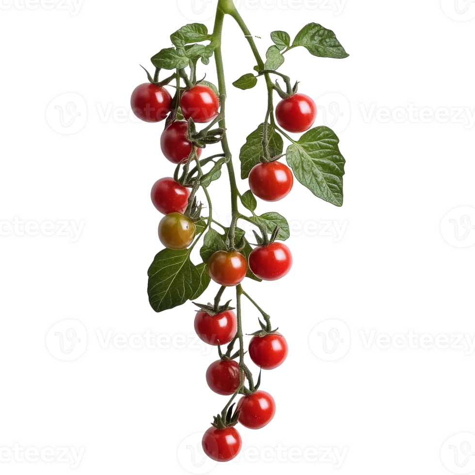 Ripe cherry tomatoes hanging on a vine indoors isolated transparent png