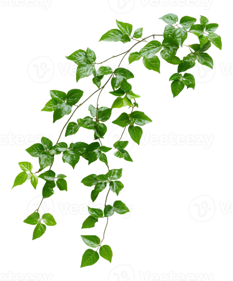 Lush green vine with shiny leaves in natural light isolated transparent png