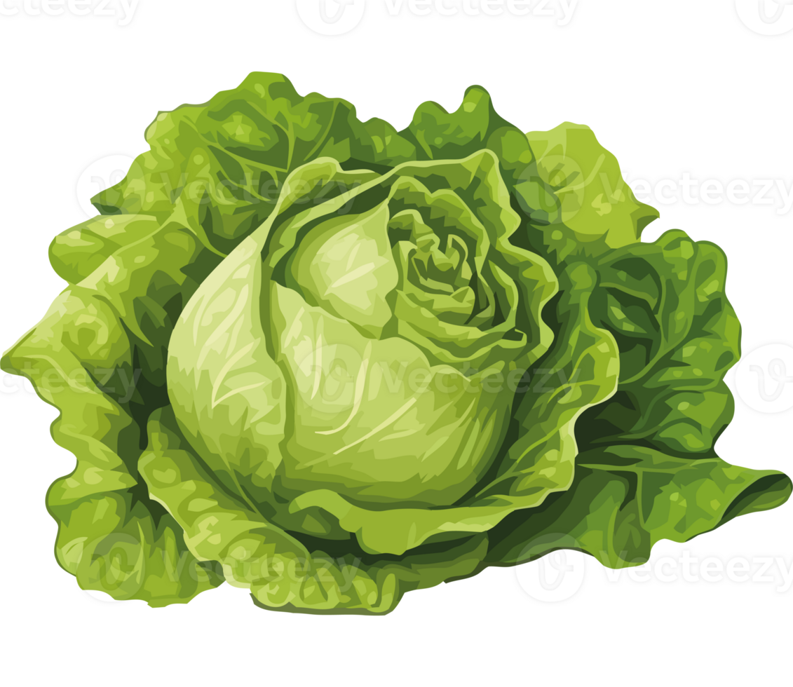A green cabbage is shown on a black background png