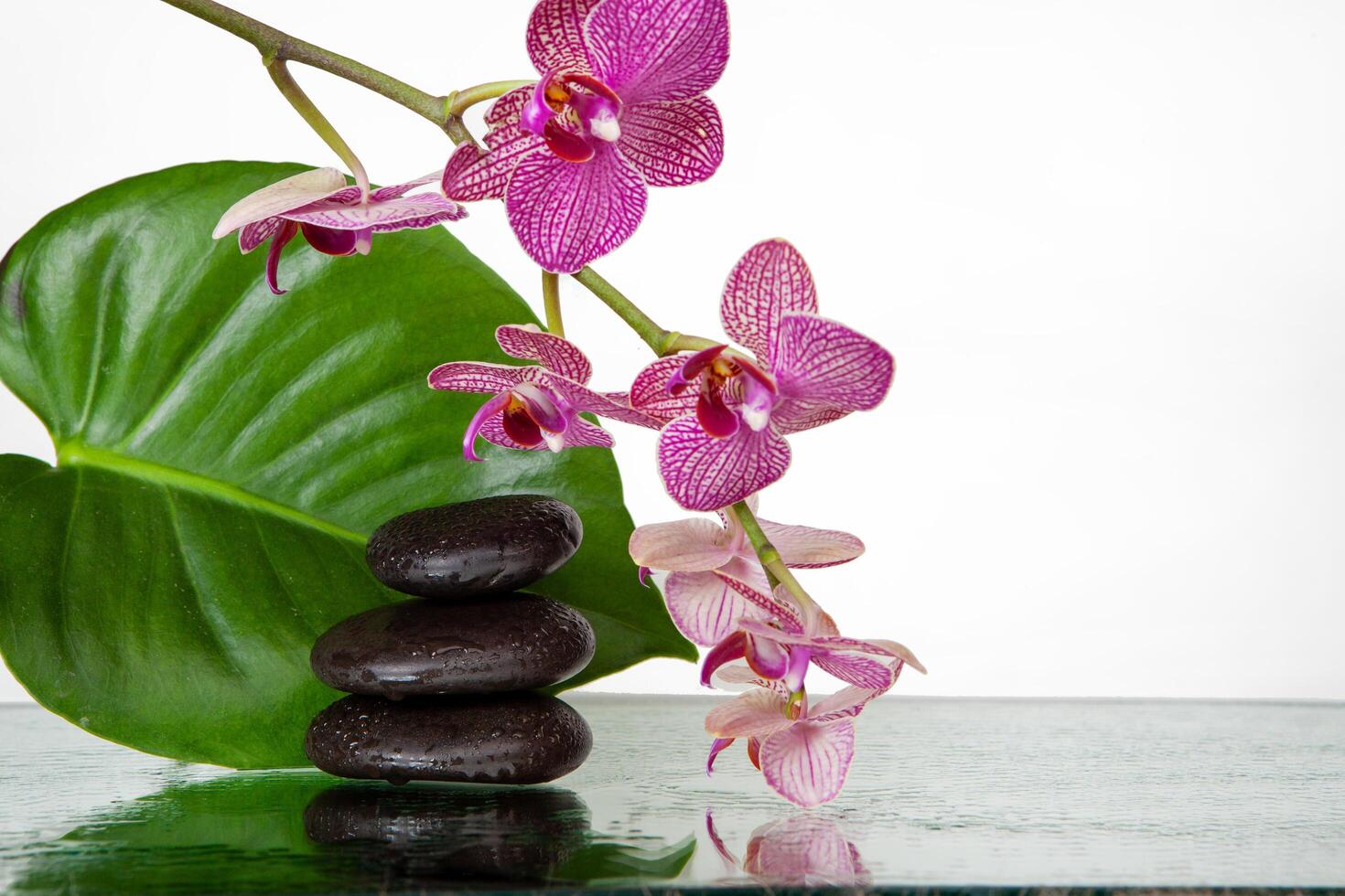 Orchid Flowers with Spa Stones and Large Leaf photo