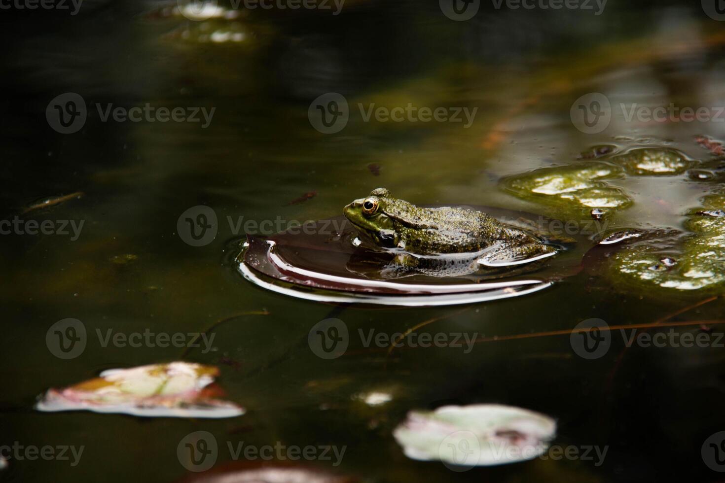 Green Frog resting on Calm Pond surface amidst floating Lily Pads in serene and natural environment half submerged in water. Embodies tranquility and essence of wildlife in its natural habitat photo