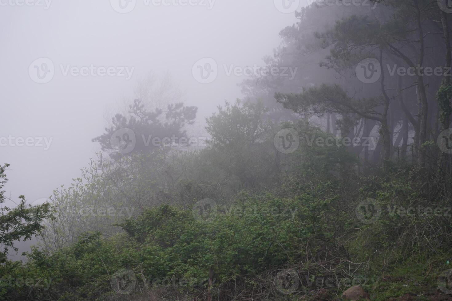 Forest under fog photo