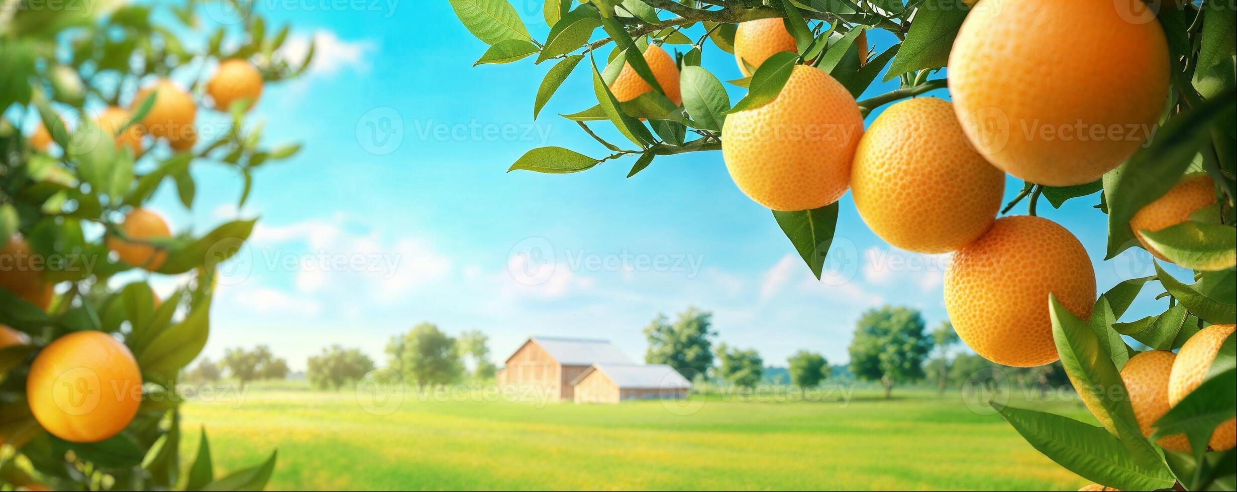 Orange fruits branches frame, rural landscape background with copy space photo