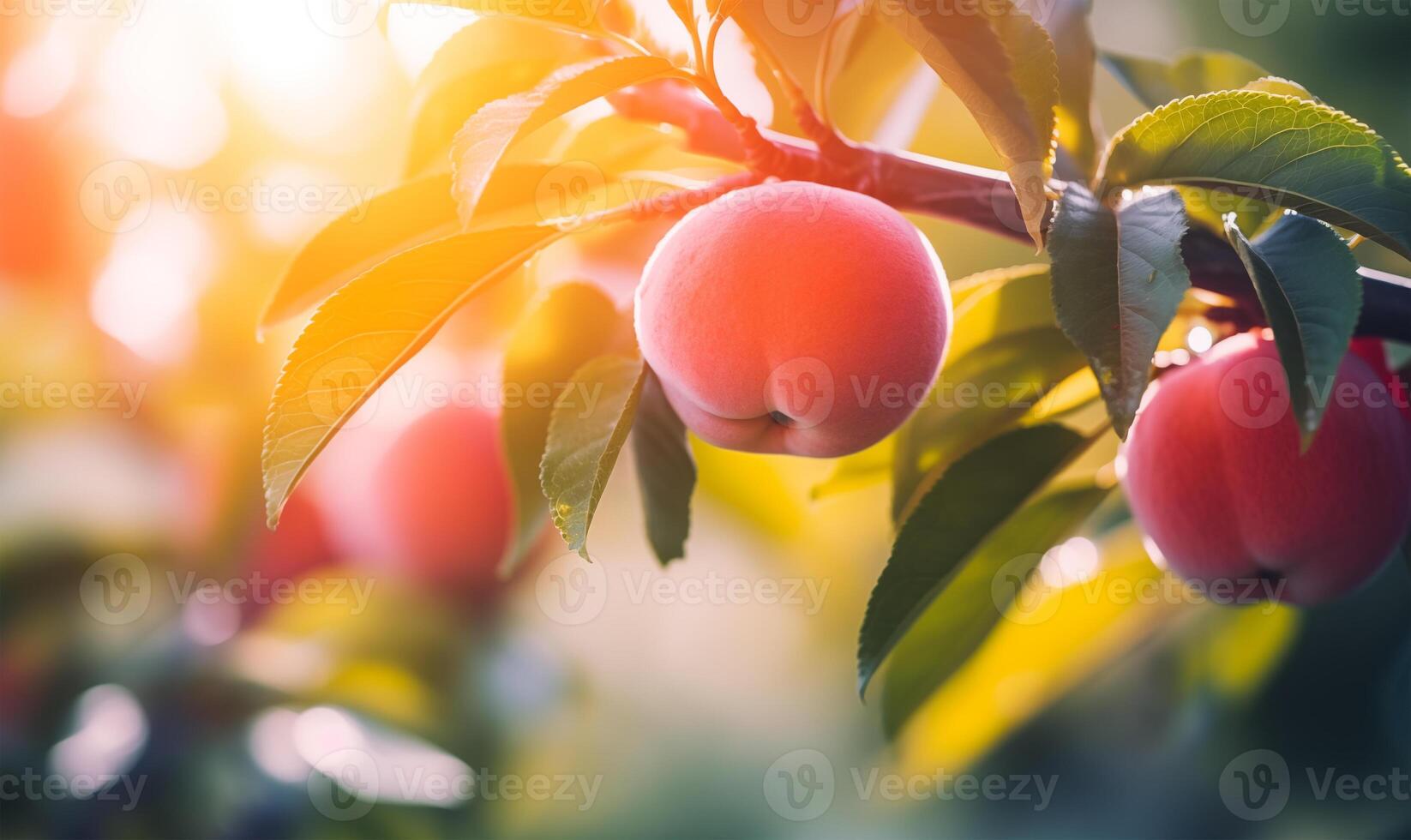 Peach tree close up, fruit orchard background with copy space photo