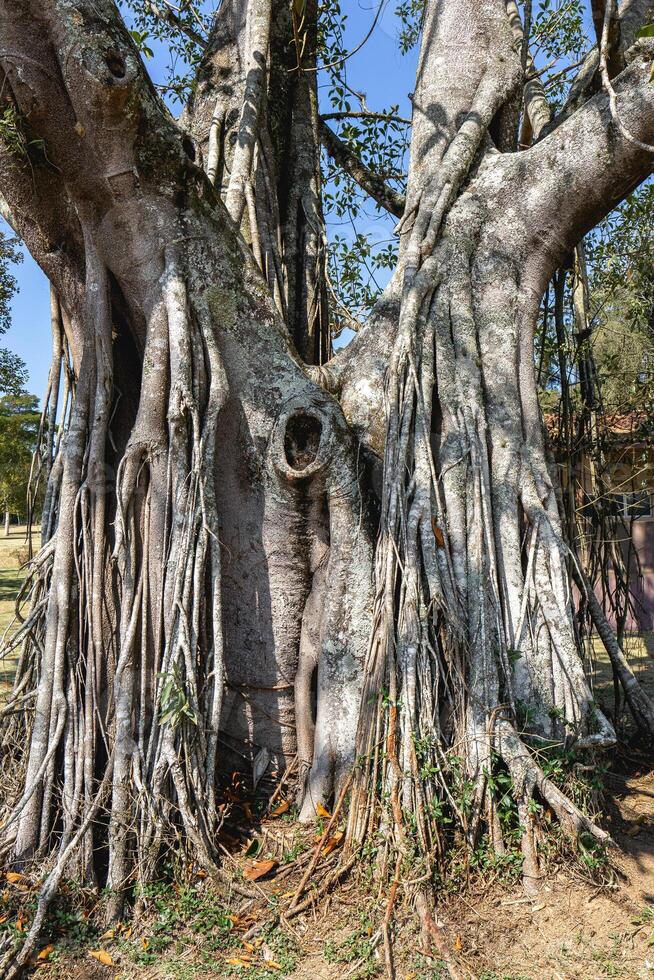 A big old tree with a lot of roots, in the Oriental Garden in Rebeirao Pires, Brazil. photo