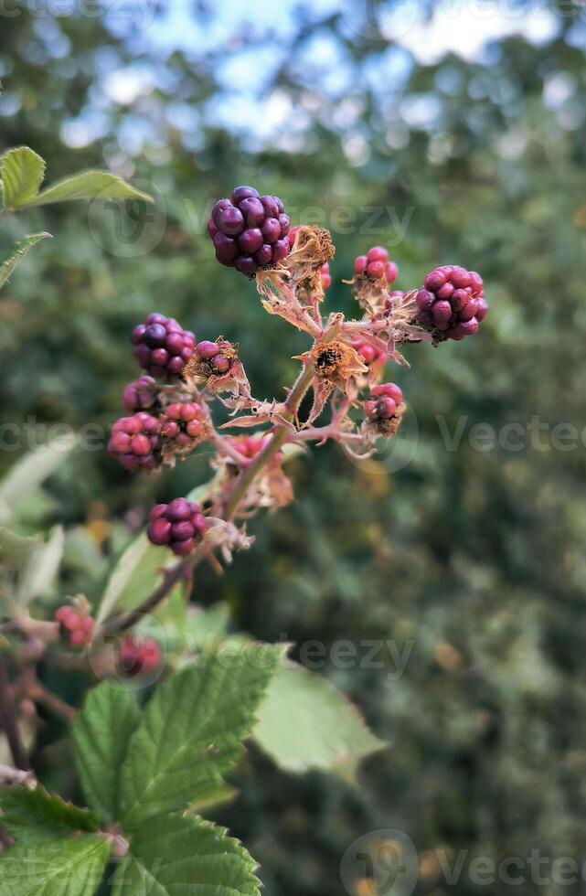 Red and black wild blackberries bushes and branches on green leaves background in the garden during a sunny summer day. This red fruit is known for its antioxidant power. photo