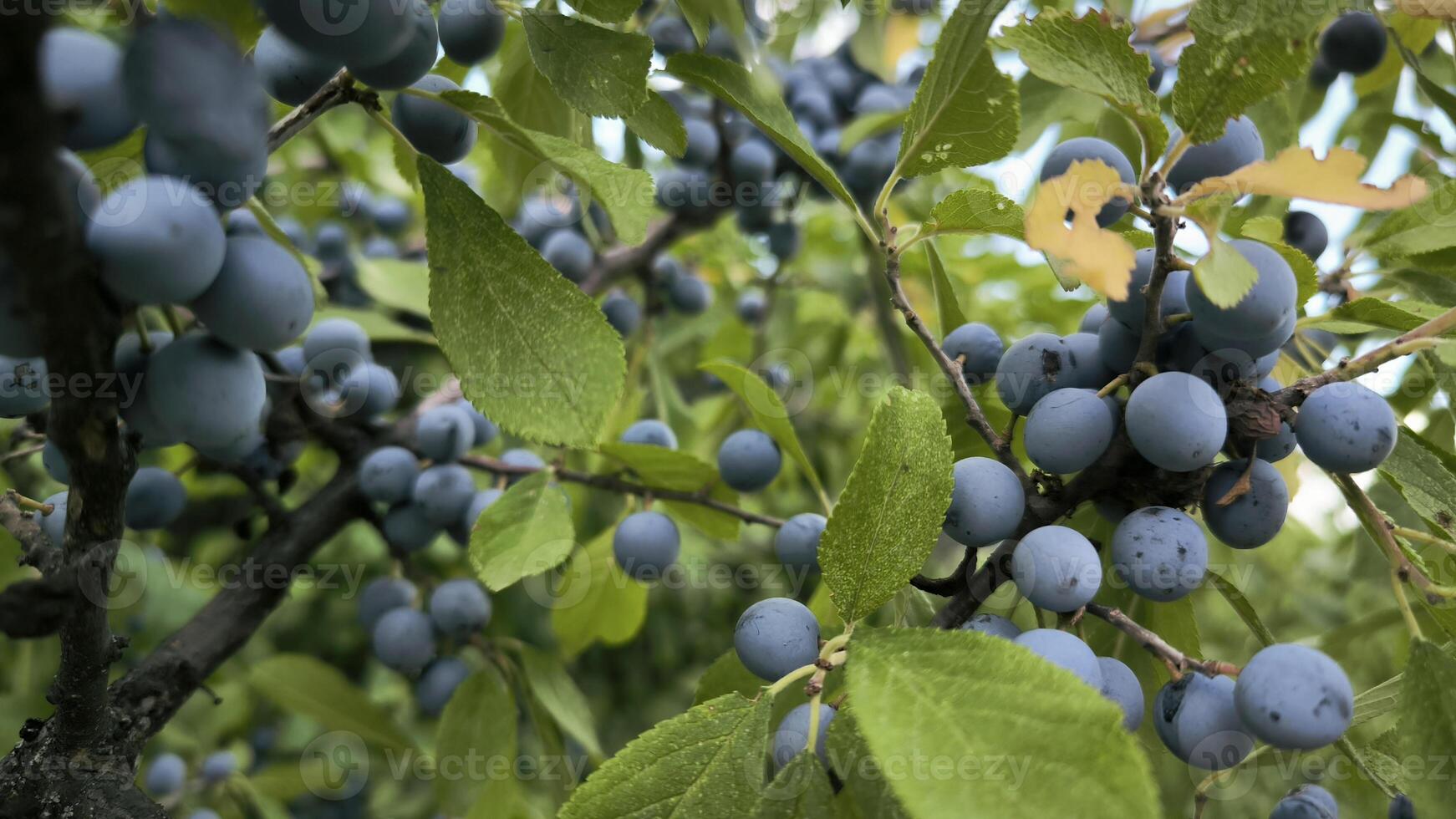 Close up of sloe berries on a black thorn prunus spinosa tree blue berries on tree with bokeh gardening plants fruits healthy food floral background photo