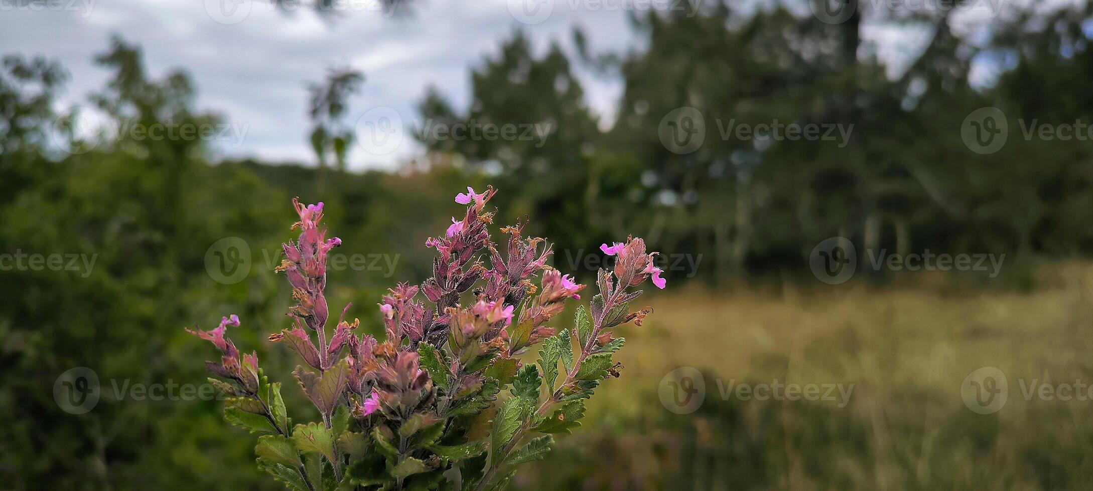 Morning and spring view of pink purple violet flowers at mountains with the background of sunlight and foggy mountain range, photo