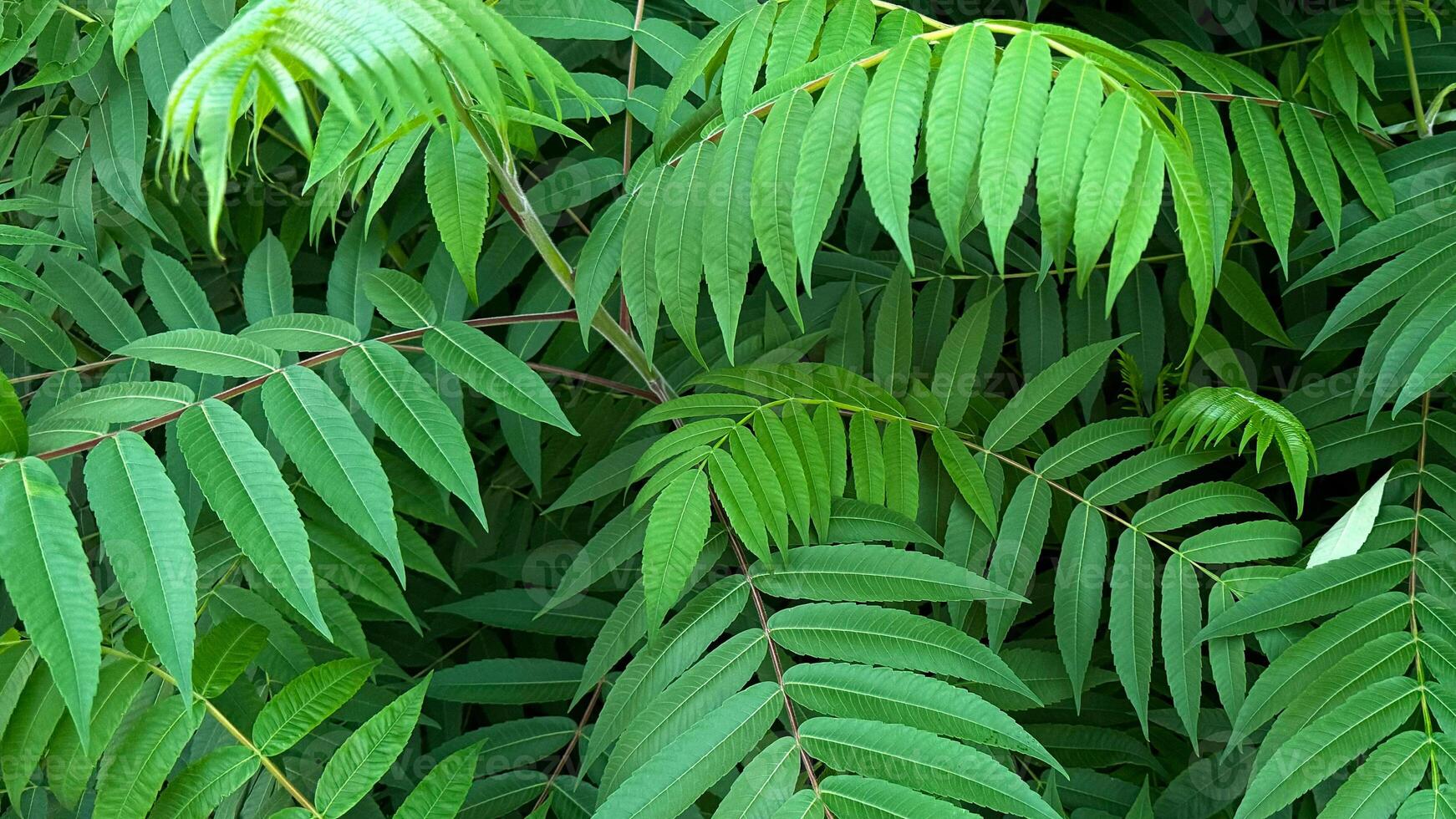 A close up of dark green Sumac tree leaves. photo