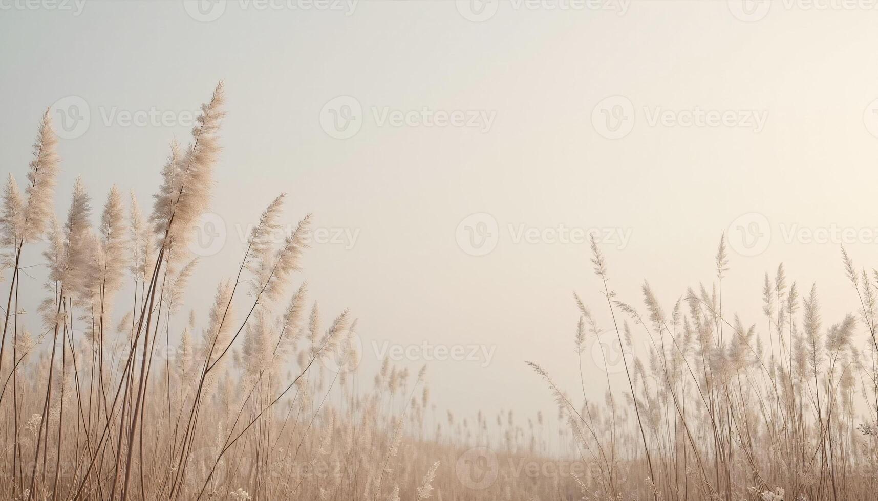 Several tall grasses stand alongside a dirt path. photo