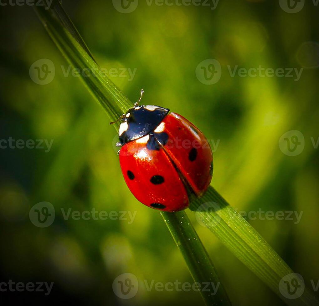 Closeup on the colorful red and black spot ladybird or Coccinella septempunctata on a green leaf in the garden during summer photo