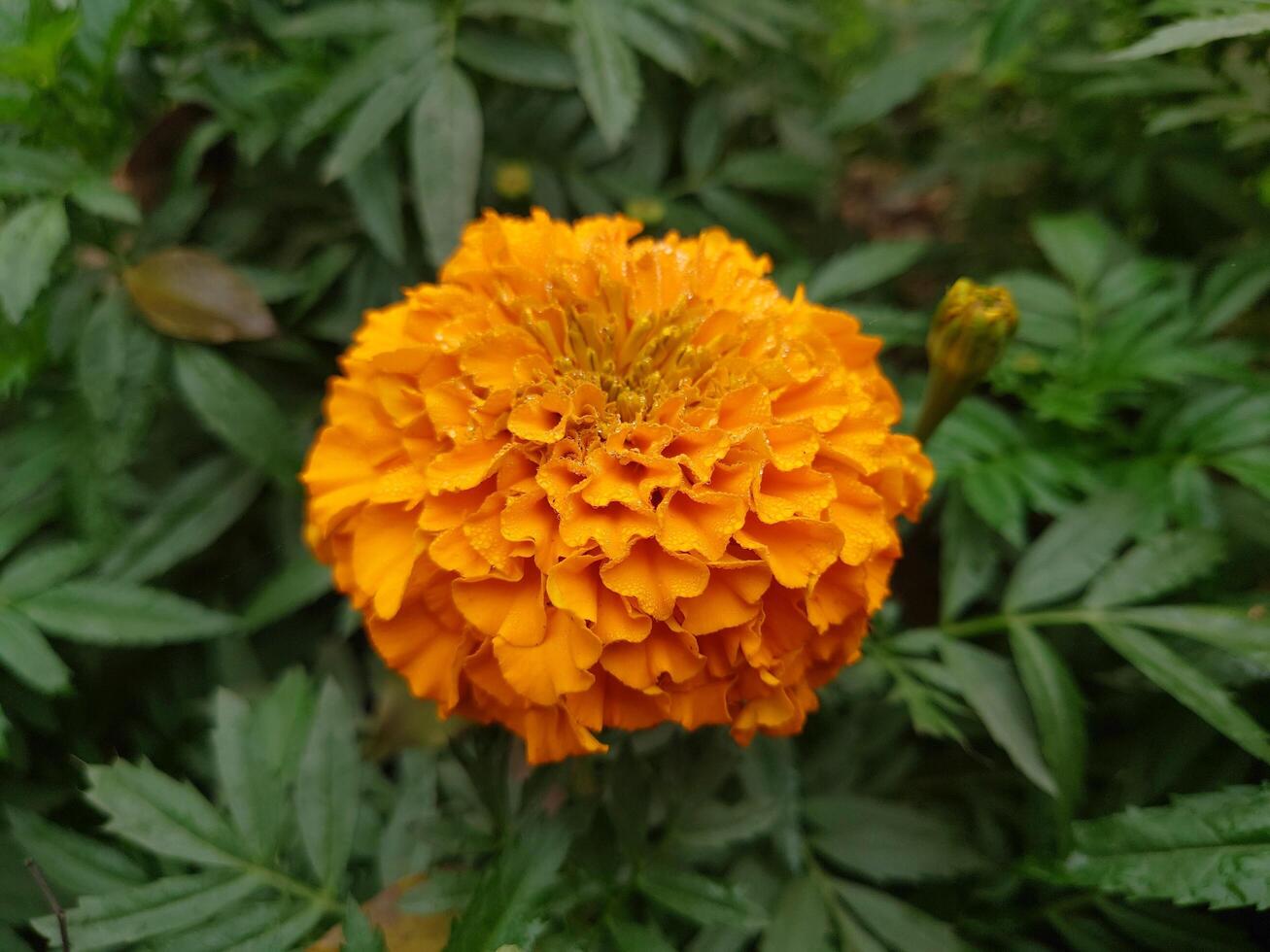 Yellow color top view closeup beautiful flower for multipurpose use photo