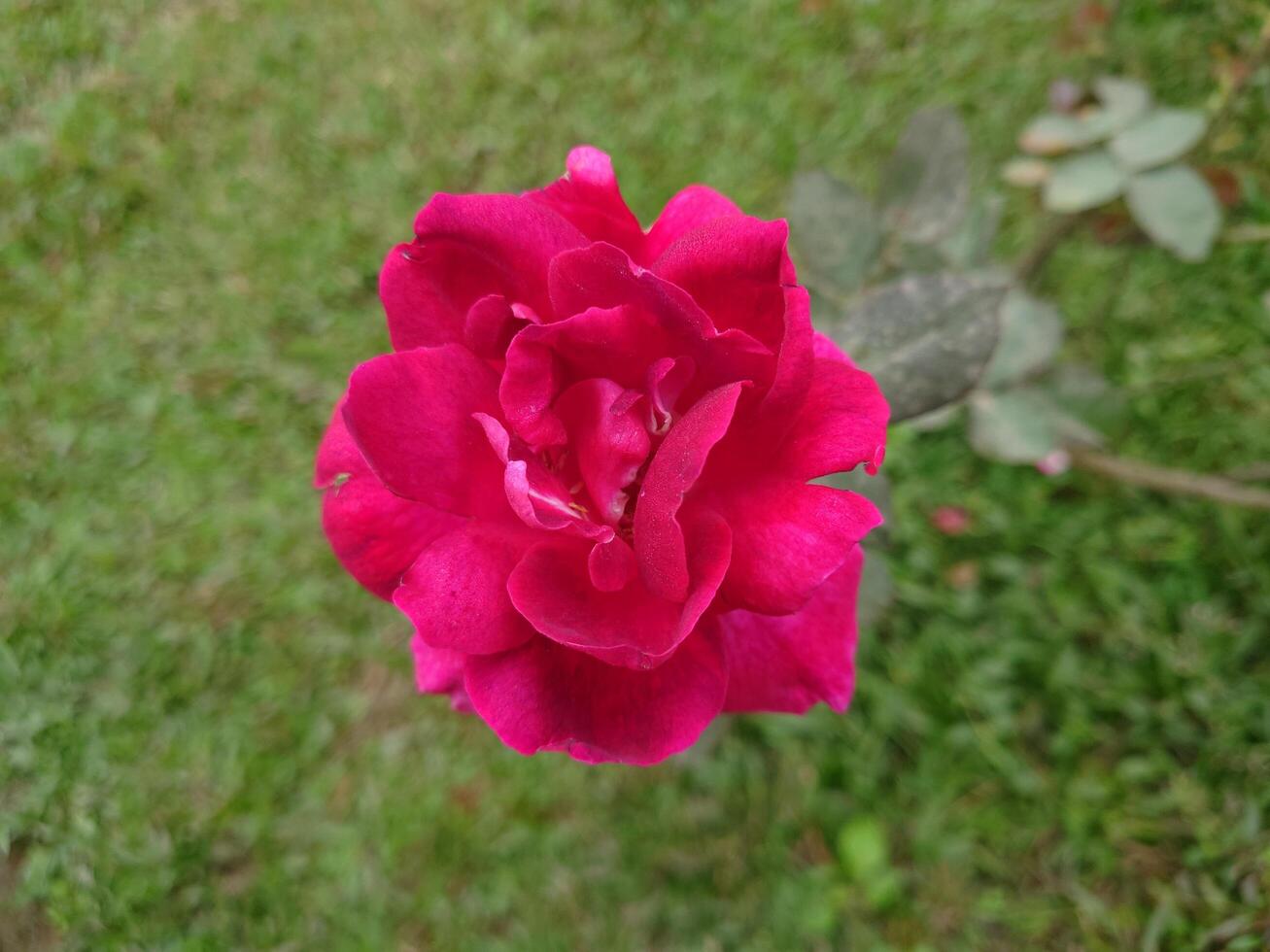 Beautiful deep pink rose flower for multipurpose used photo
