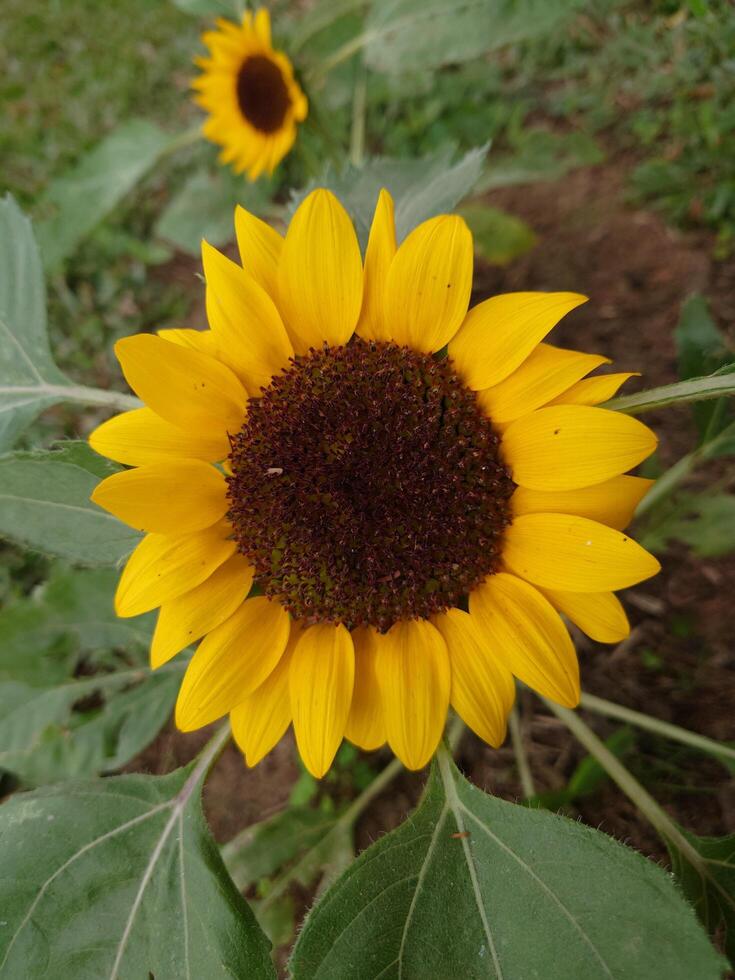 Yellow color top view closeup beautiful flower for multipurpose use photo