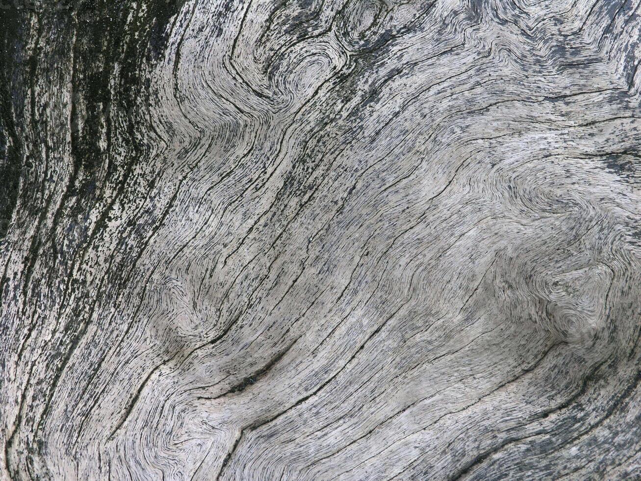 Scoured driftwood surfaces for textured backgrounds. photo