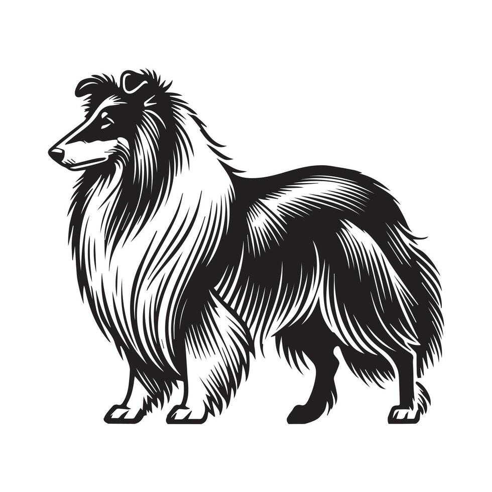 A collie dog is standing in front of a white background vector