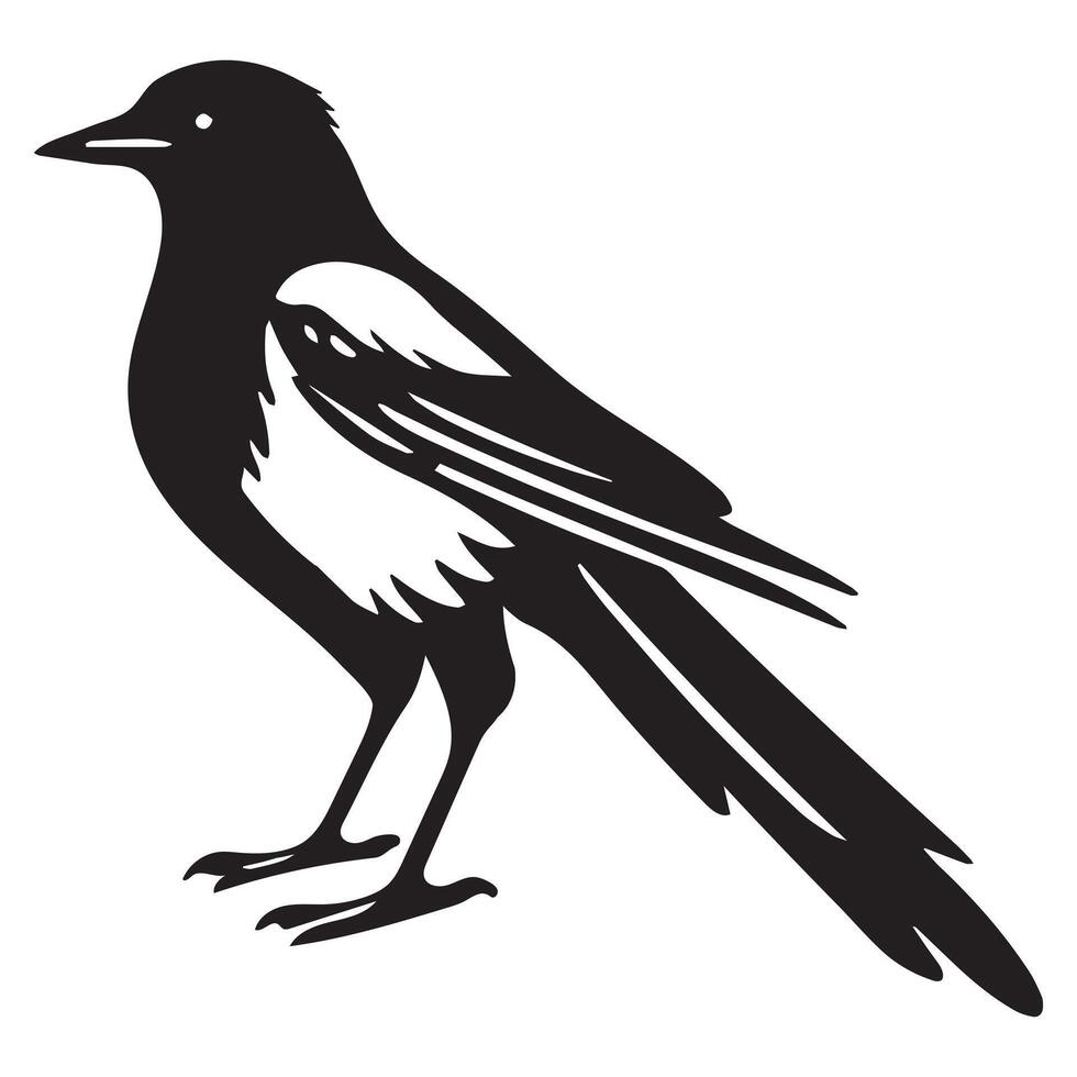 American Magpie Illustration - Black and White Black-billed Magpie Clipart Design vector