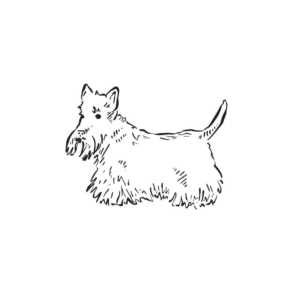A scotty dog or Scottish Terrier, hand drawn side profile facing left in black and white in a sketch style. Illustration of a dog. vector