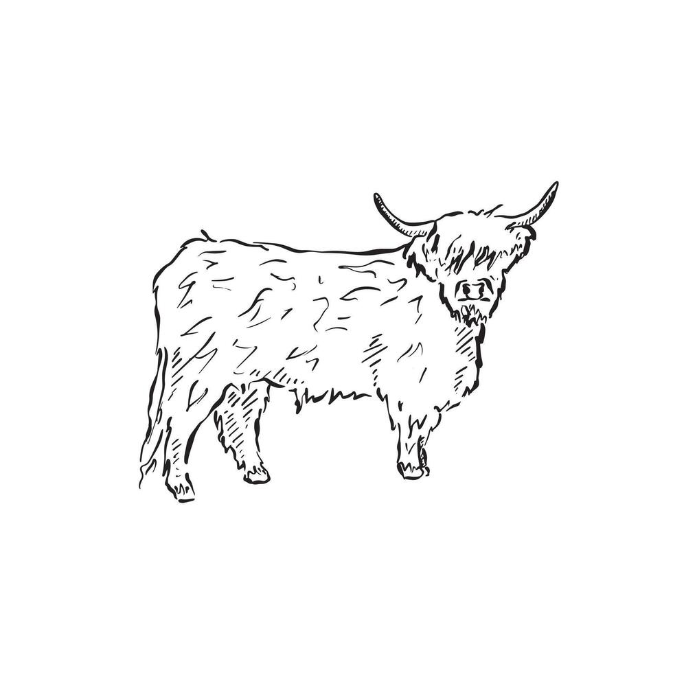 A side profile highland cow, drawn by hand in a sketchy style. Black and white illustration. vector