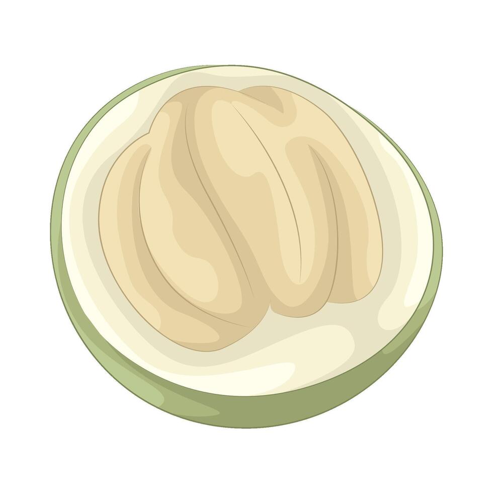 Illustration of coconut vector