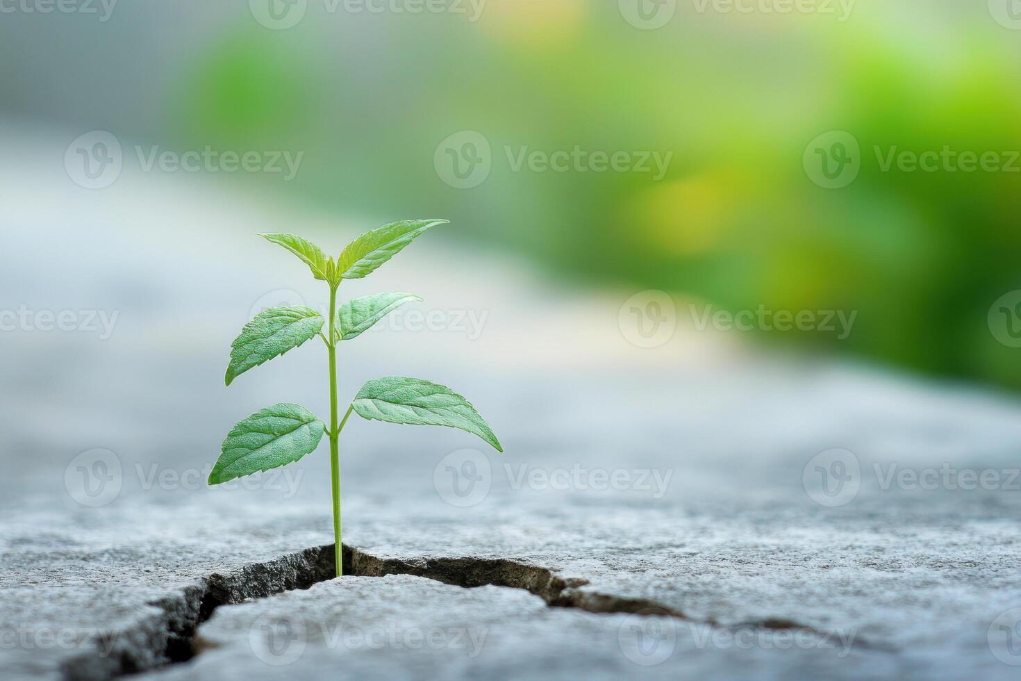A resilient plant emerges from crack in dry ground, symbolizing hope and perseverance. photo