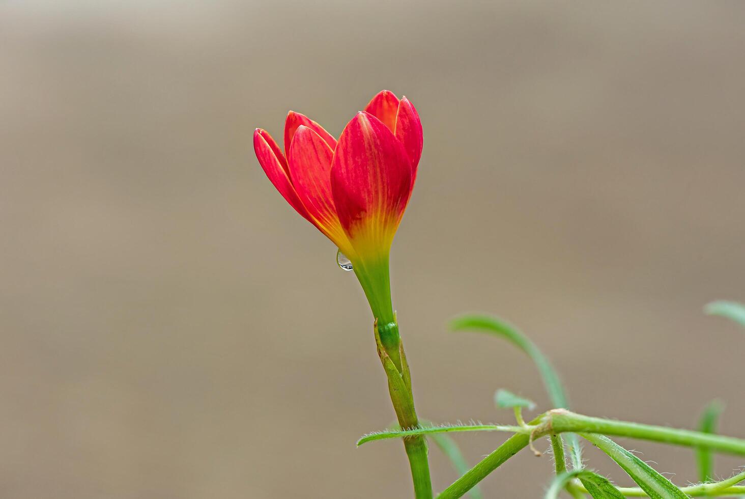 rain lily blooming in the garden photo