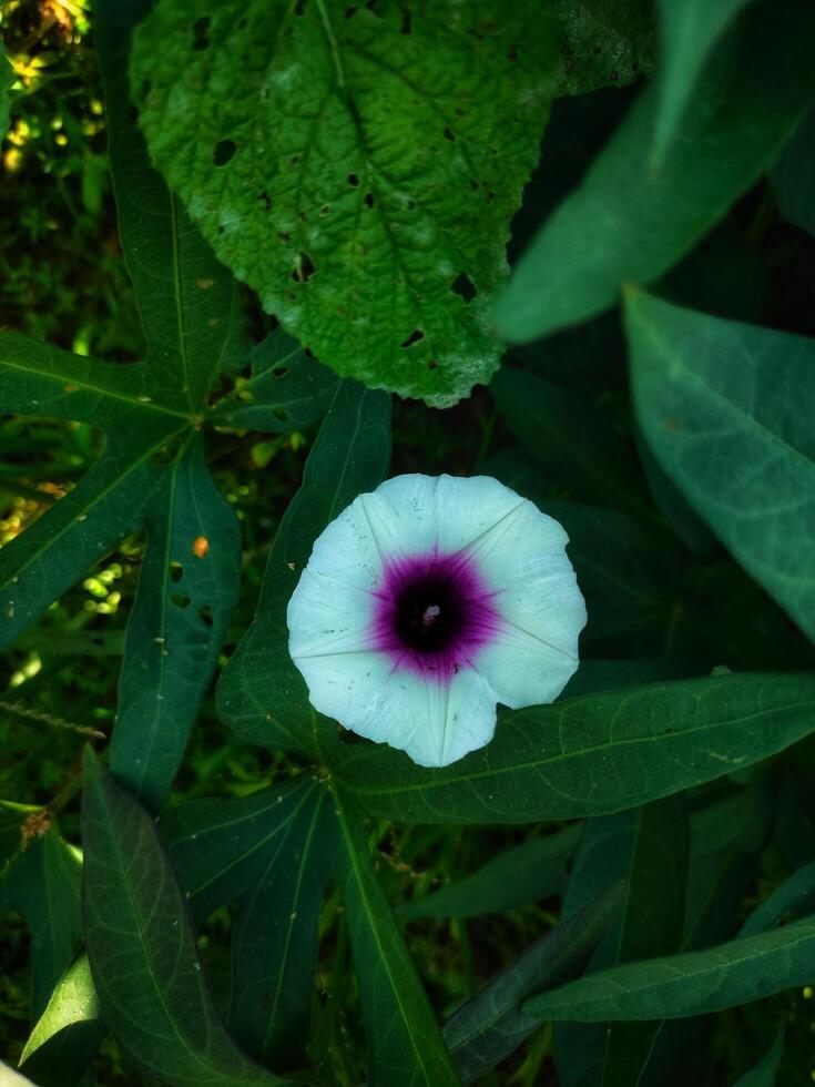 Sweet potato flower photo