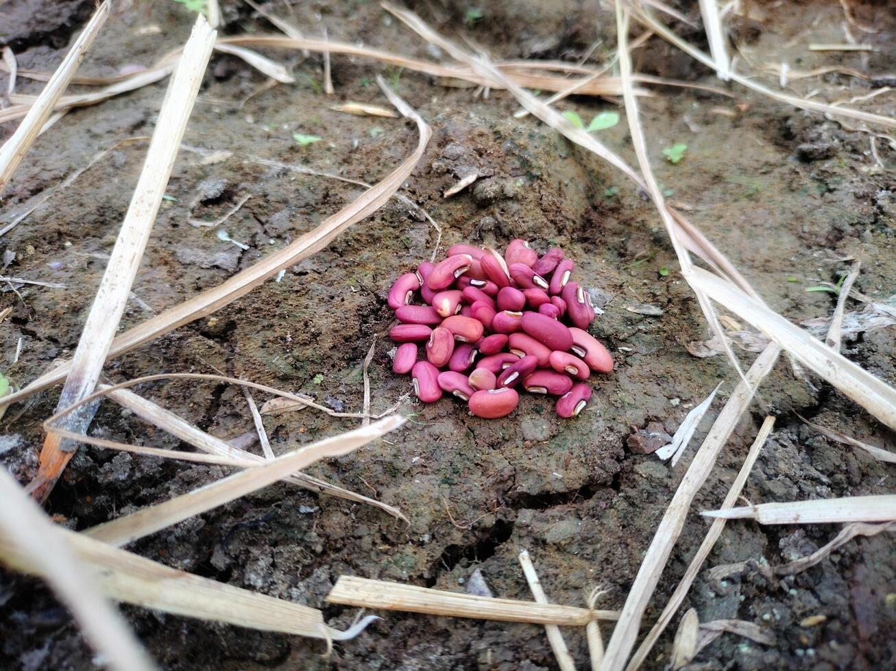 Pile of red beans photo