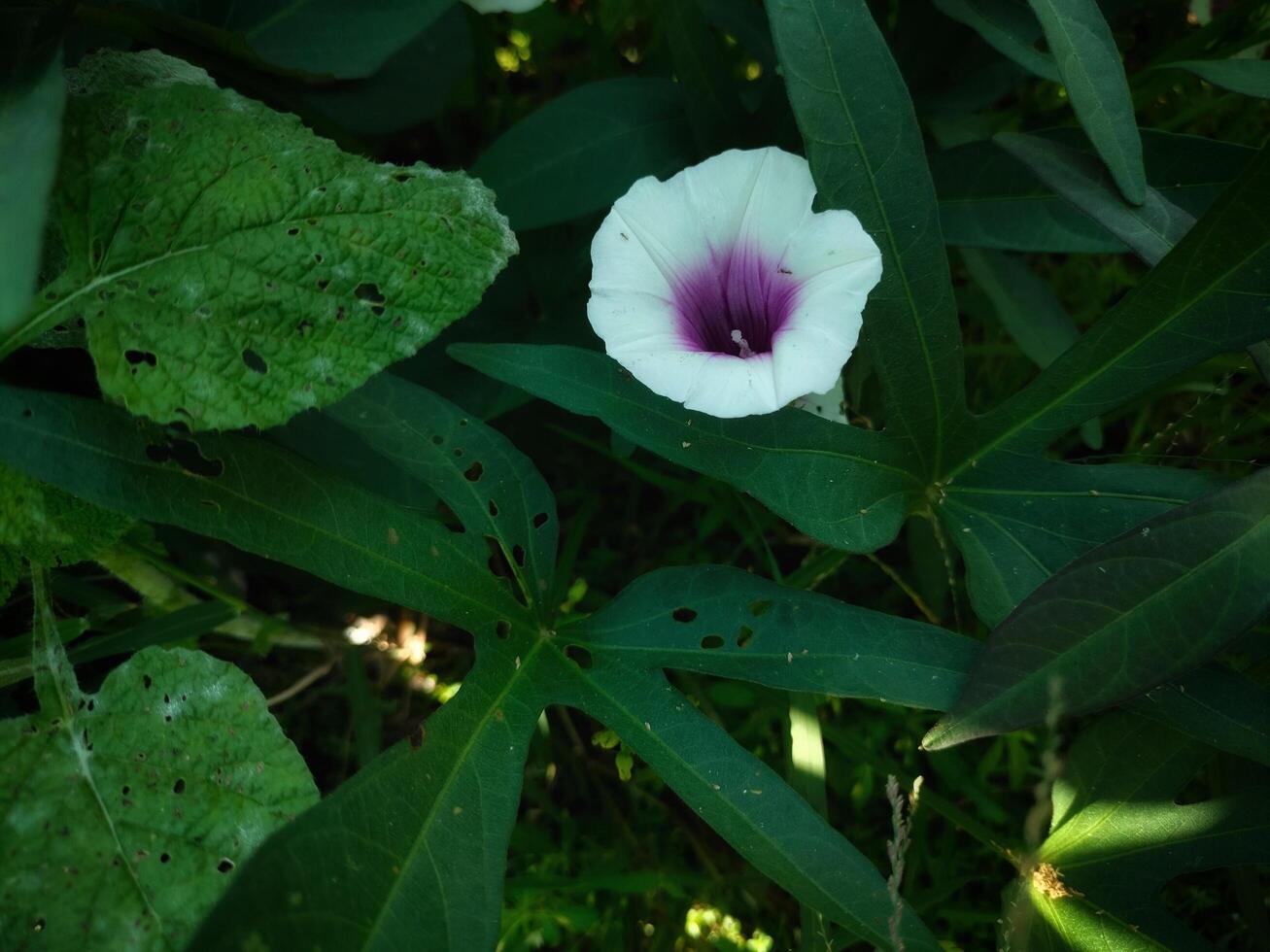 Sweet potato flower photo