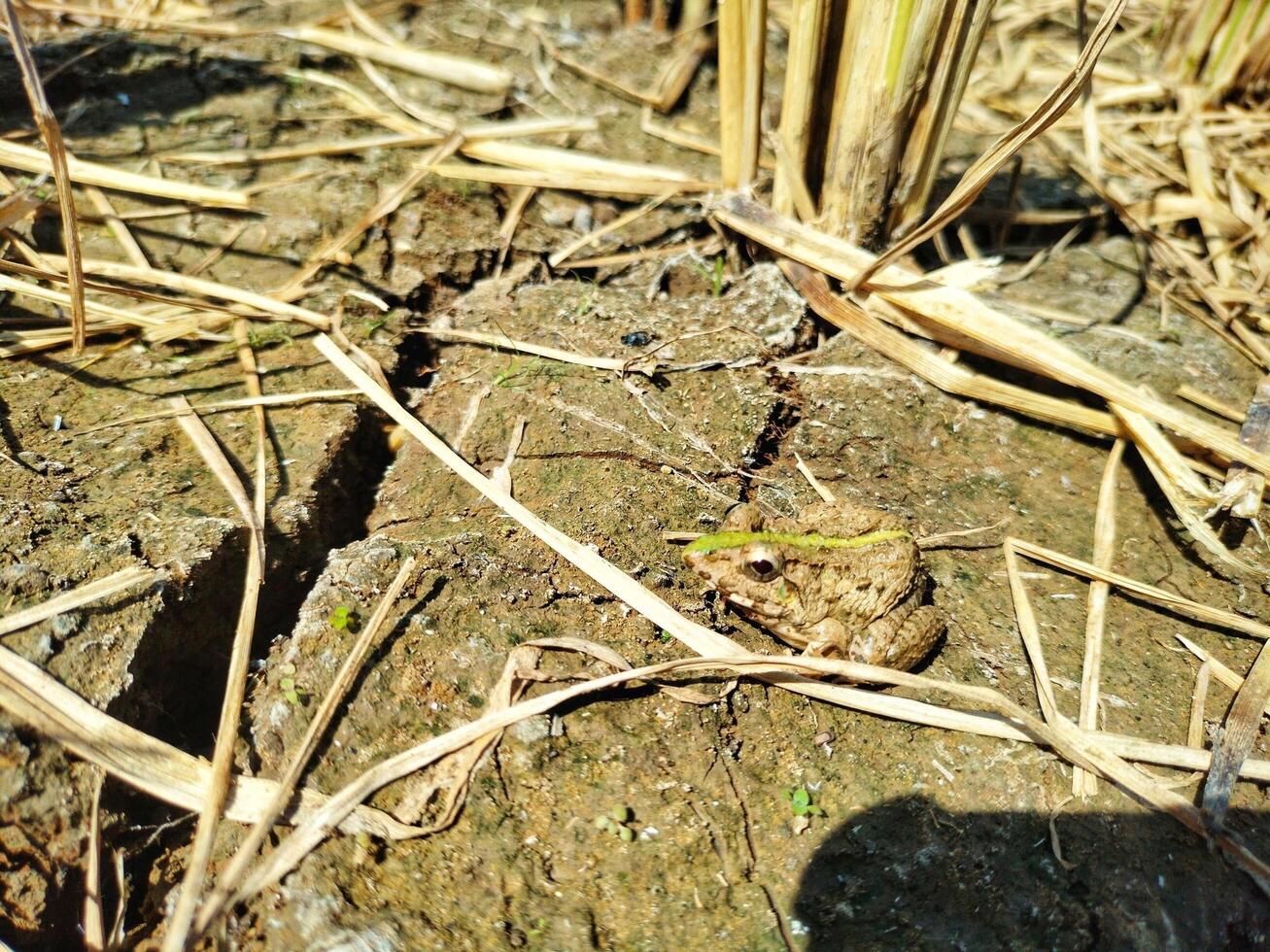 Field frog background wallpaper animals photo
