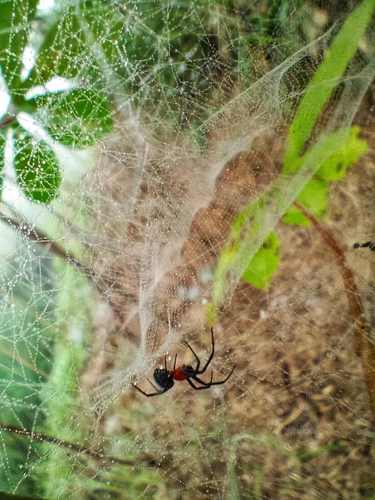 Spider web Texture photo