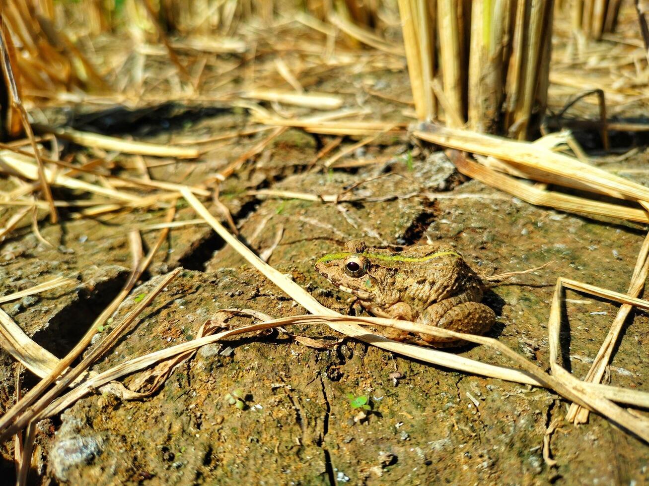 Field frog background wallpaper animals photo