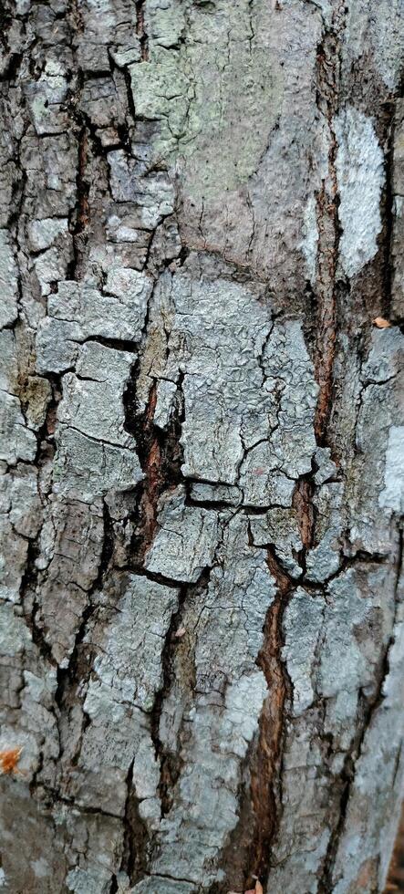 Bark texture Background wallpaper Abstract photo