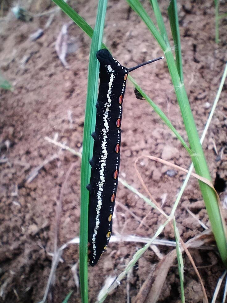 Black caterpillar animals photo