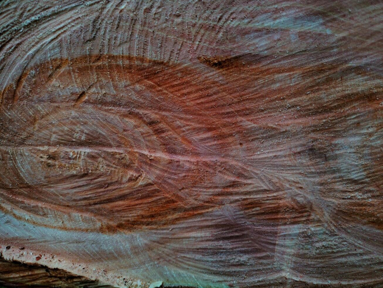 Cut wood texture Background wallpaper photo