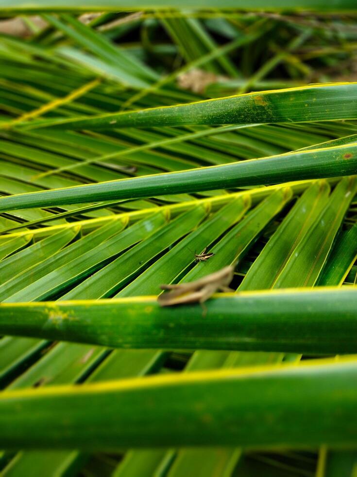 Grasshopper on coconut leaves photo