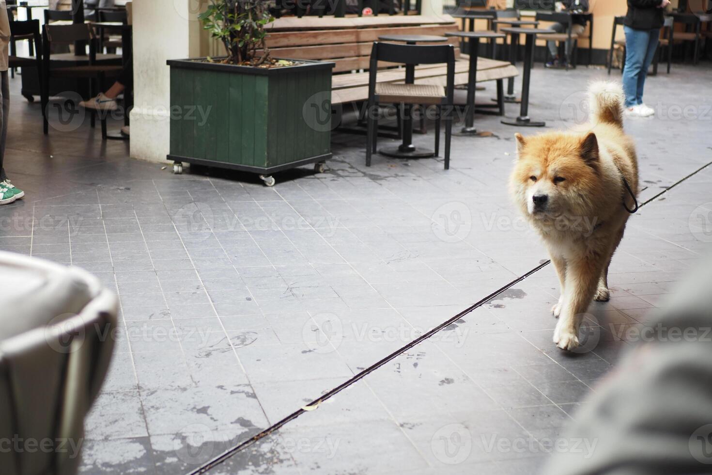 A charming and adorable Chow Chow is found relaxing comfortably on a lovely deck outside photo