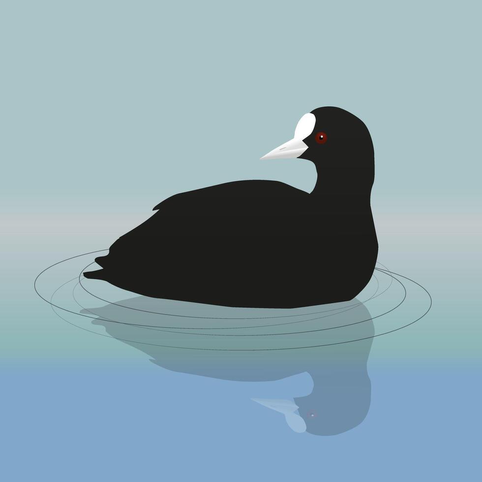 A digital illustration of a common coot or Eurasian coot swimming vector